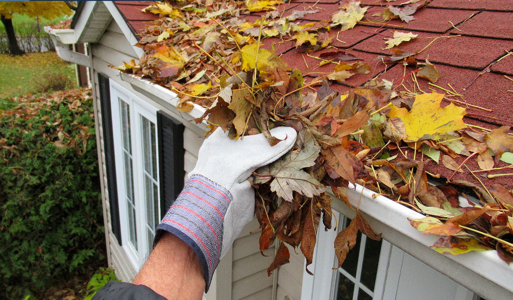 A person wearing gloves and cleaning leaves from the gutter.